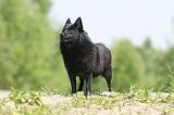 SCHIPPERKE 295